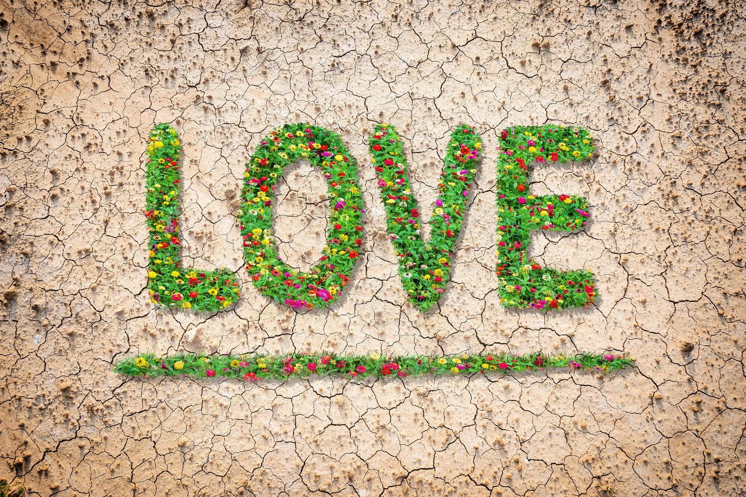 Amor texto con zinnia común maravillosamente con hojas verdes que crecen en suelo seco marrón o textura del fondo del suelo agrietado concepto de amor. foto