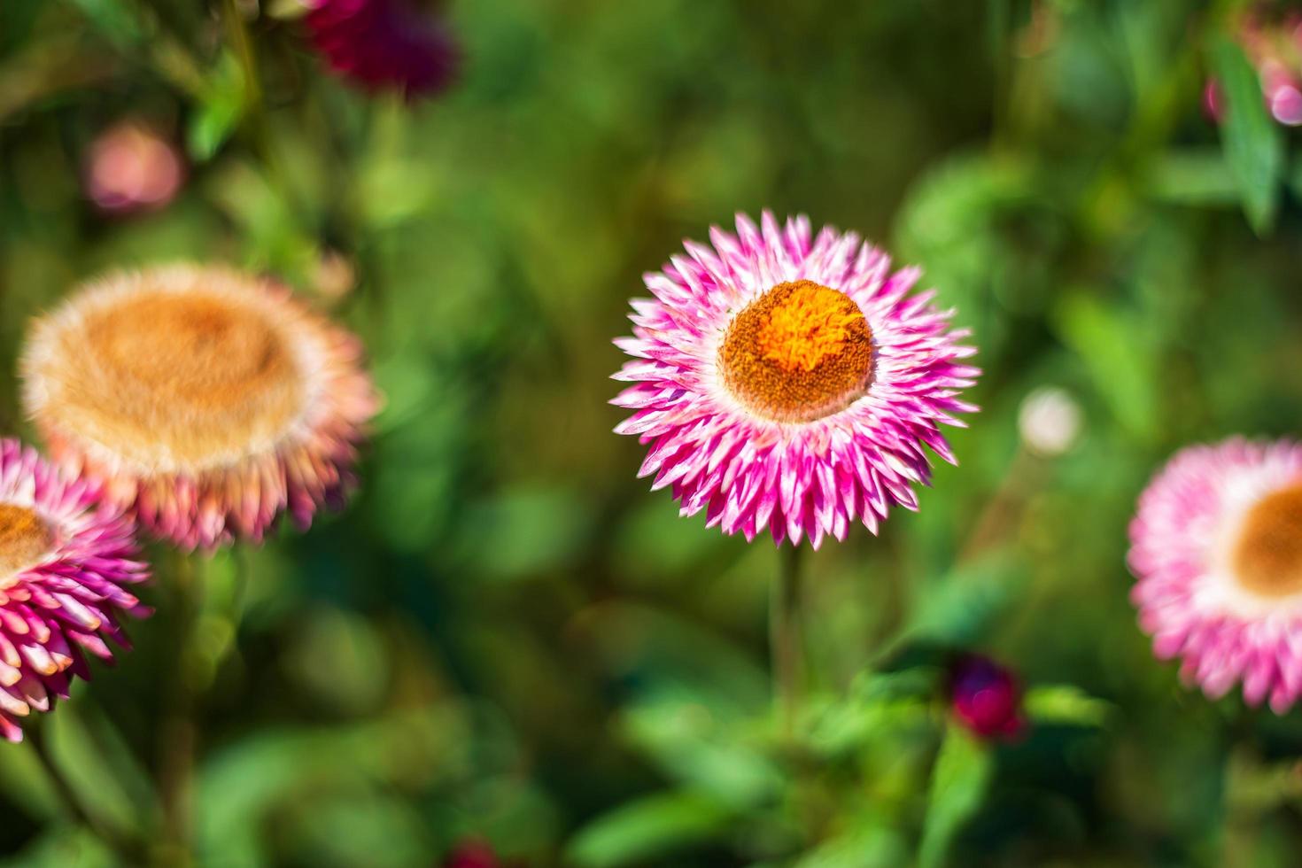 Straw flower of colourful beautiful on green grass nature in a spring garden. photo