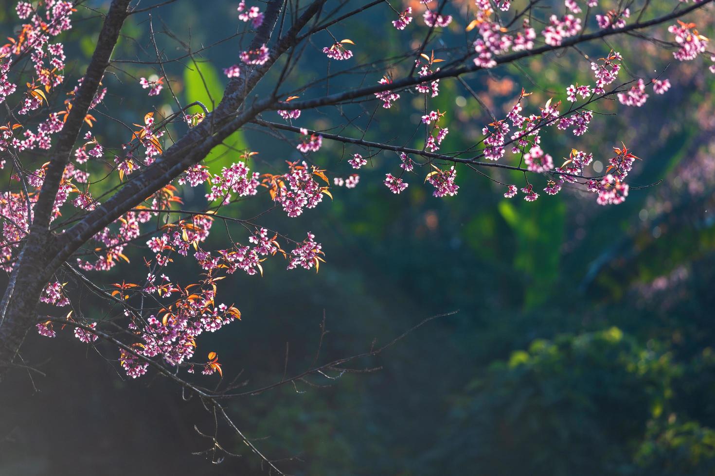 flor de cerezo prunus cerasoides o cereza silvestre del Himalaya, flor de tigre gigante en phu lom lo, phetchaboon, tailandia. foto