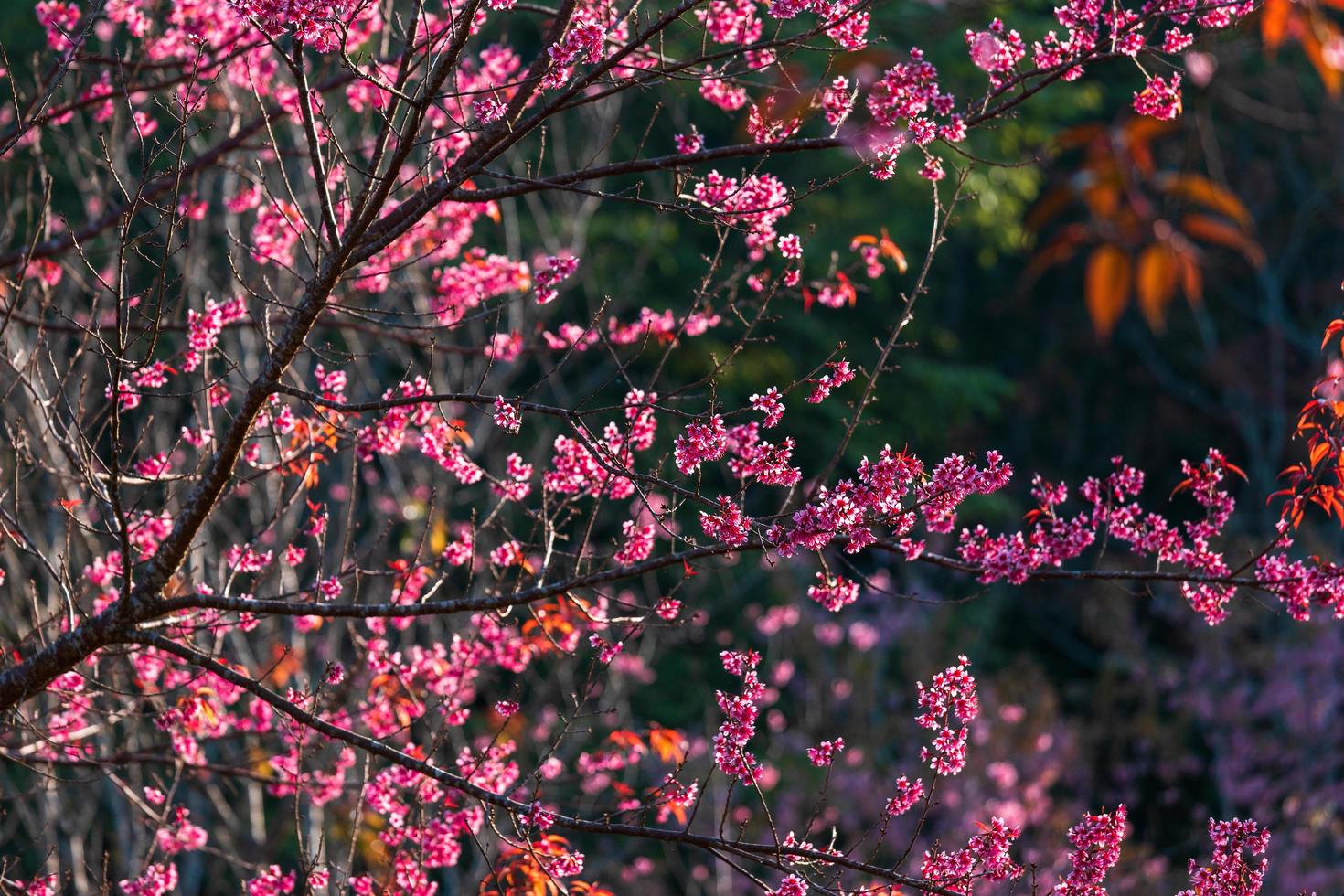 flor de cerezo prunus cerasoides o cereza silvestre del Himalaya, flor de tigre gigante en phu lom lo, phetchaboon, tailandia. foto