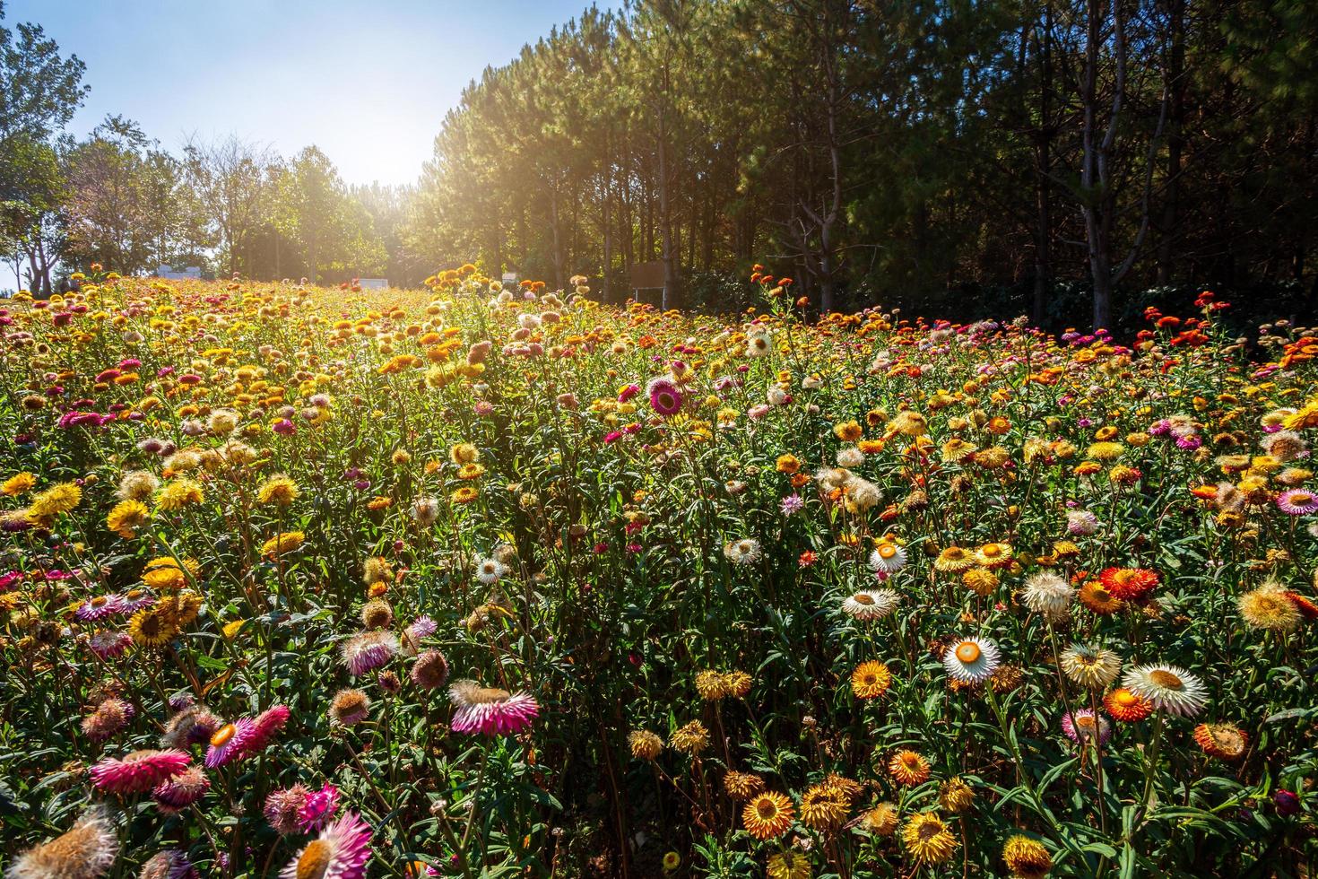 Straw flower of colourful beautiful on green grass nature in the garden with cliff of mountains at Phuhinrongkla National Park Nakhon Thai District in Phitsanulok, Thailand. photo