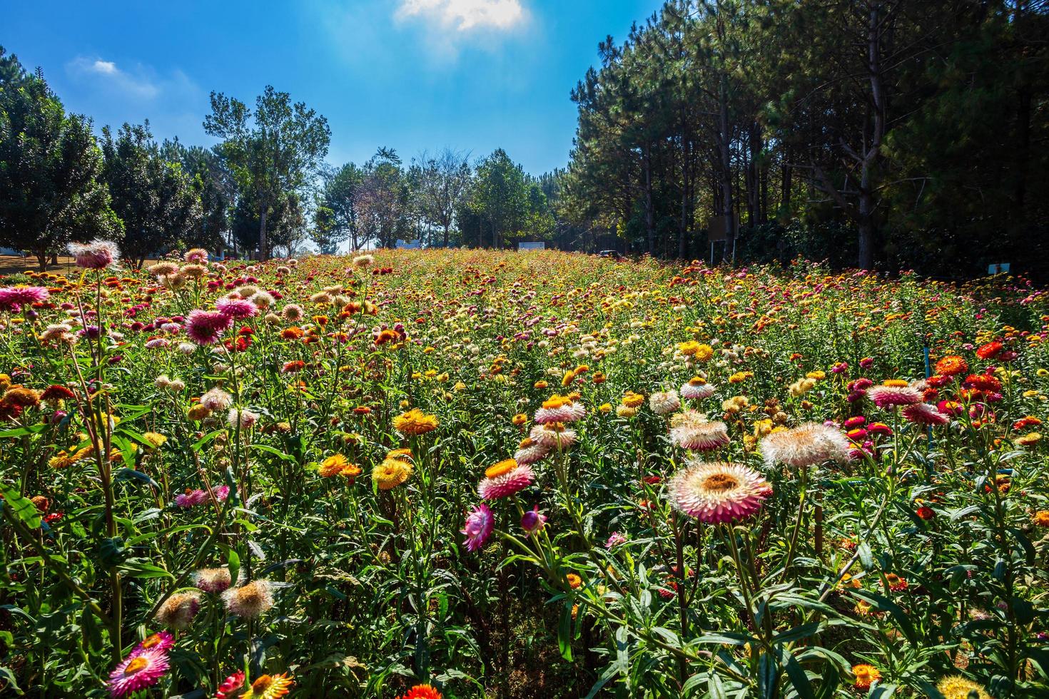 flor de paja de colores hermosos en la naturaleza de la hierba verde en el jardín con acantilados de montañas en el distrito tailandés de nakhon del parque nacional phuhinrongkla en phitsanulok, tailandia. foto