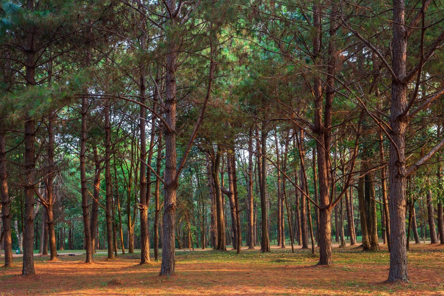 Beautiful larch forest with different trees,pine forest green on the mountain on nature trail in the morning. photo