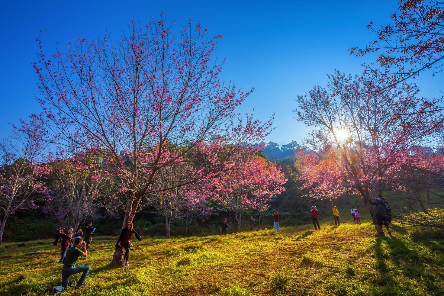 flor de cerezo prunus cerasoides o cereza salvaje del Himalaya, flor de tigre gigante en phu lom lo, phetchaboon, tailandia, 3 de febrero de 2019 foto
