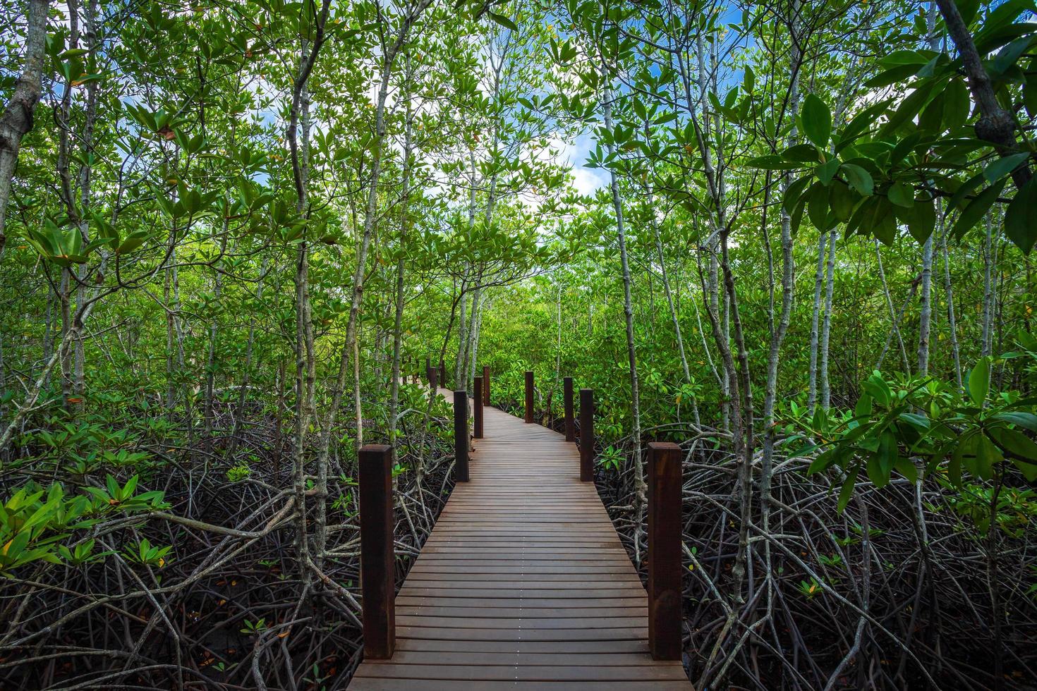 bridge wooden walking way in The forest mangrove in Chanthaburi Thailand. photo