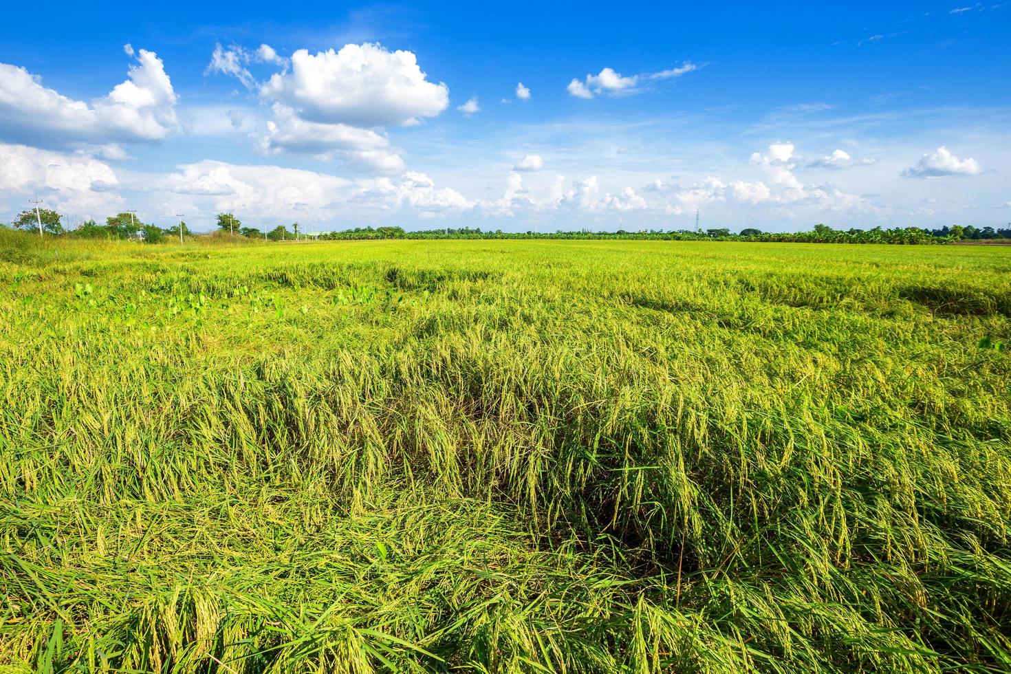 Beautiful green cornfield with fluffy clouds sky background. photo