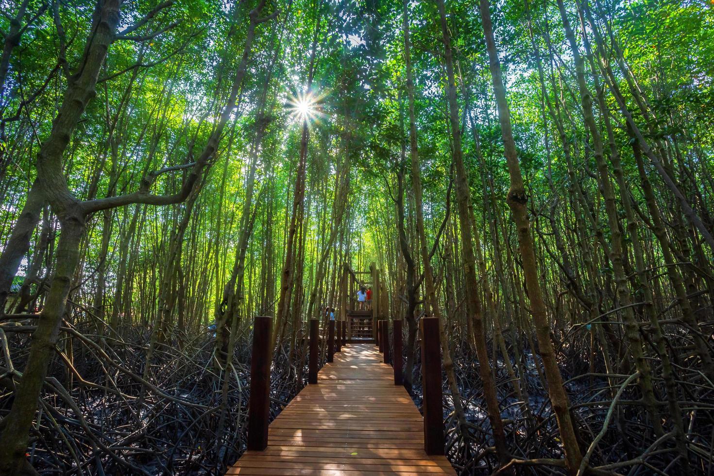 bridge wooden walking way in The forest mangrove in Chanthaburi Thailand. photo