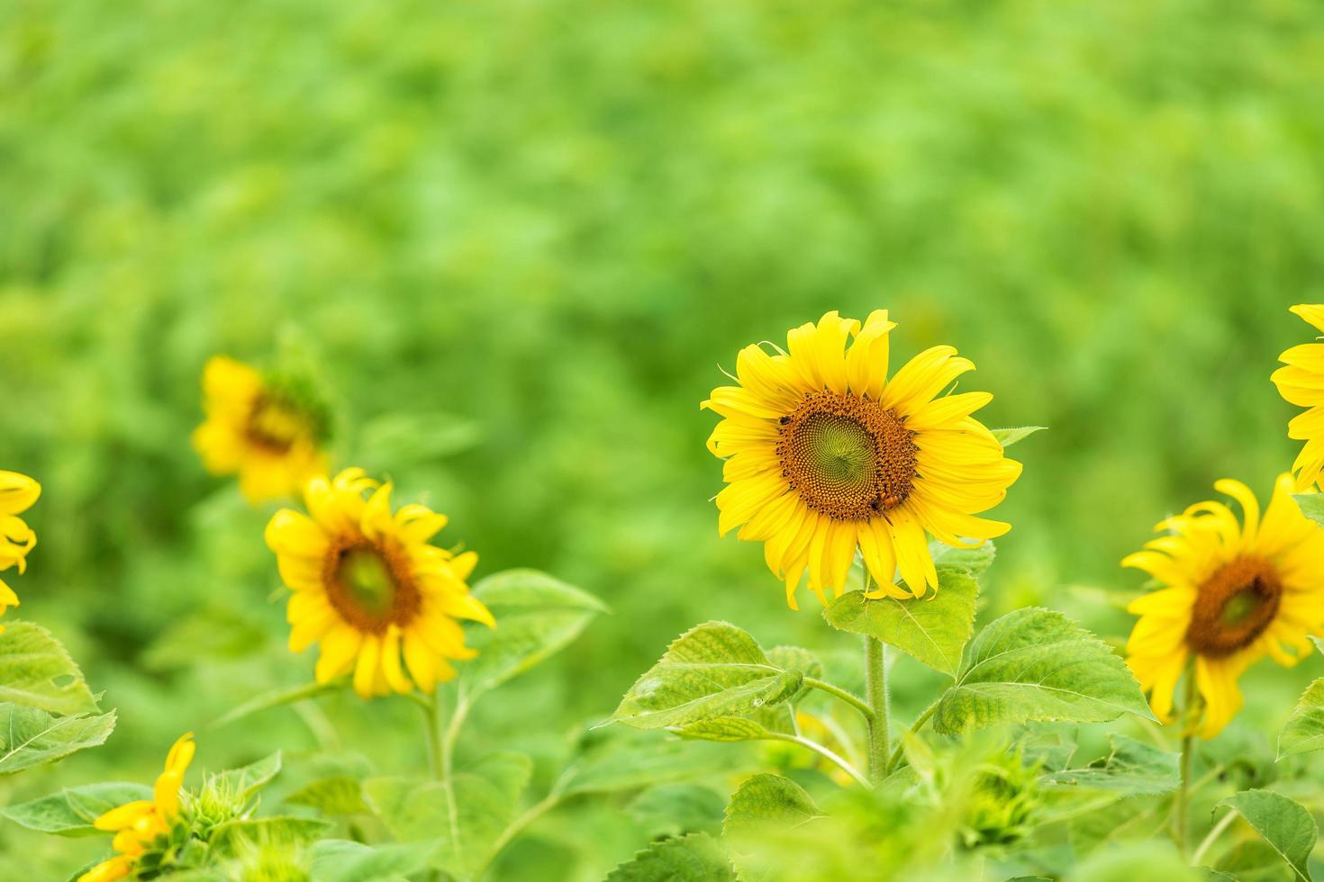 close-up view of sunflower fields green grass background. photo