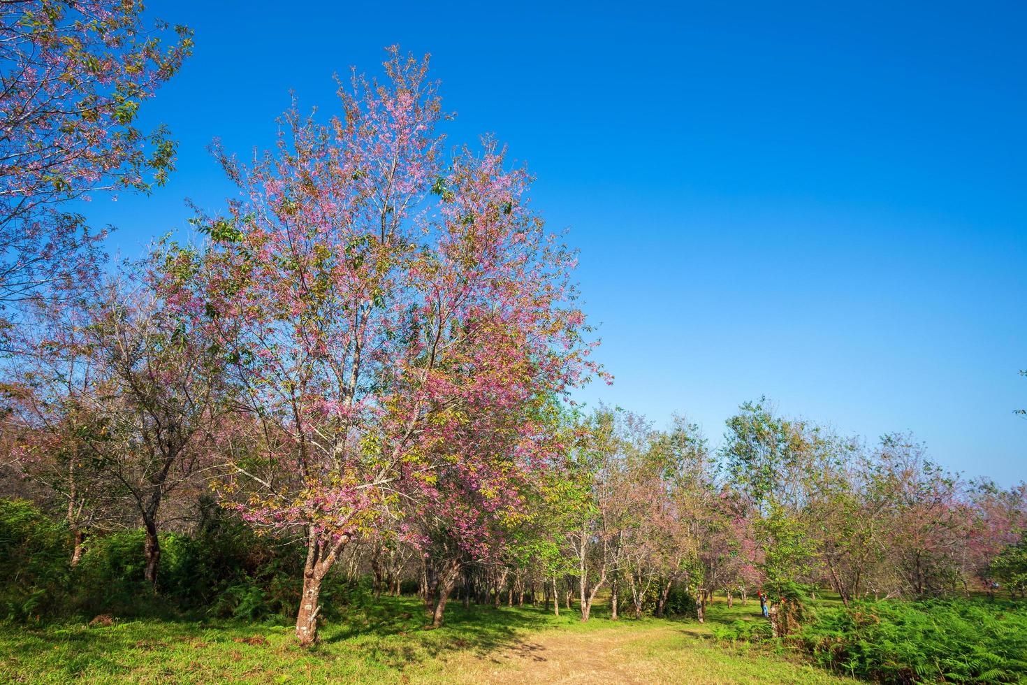Cherry flower Prunus cerasoides or Wild Himalayan Cherry,Giant tiger flower in the garden with mountains at Phu Lom Lo in Phetchaboon, Thailand. photo