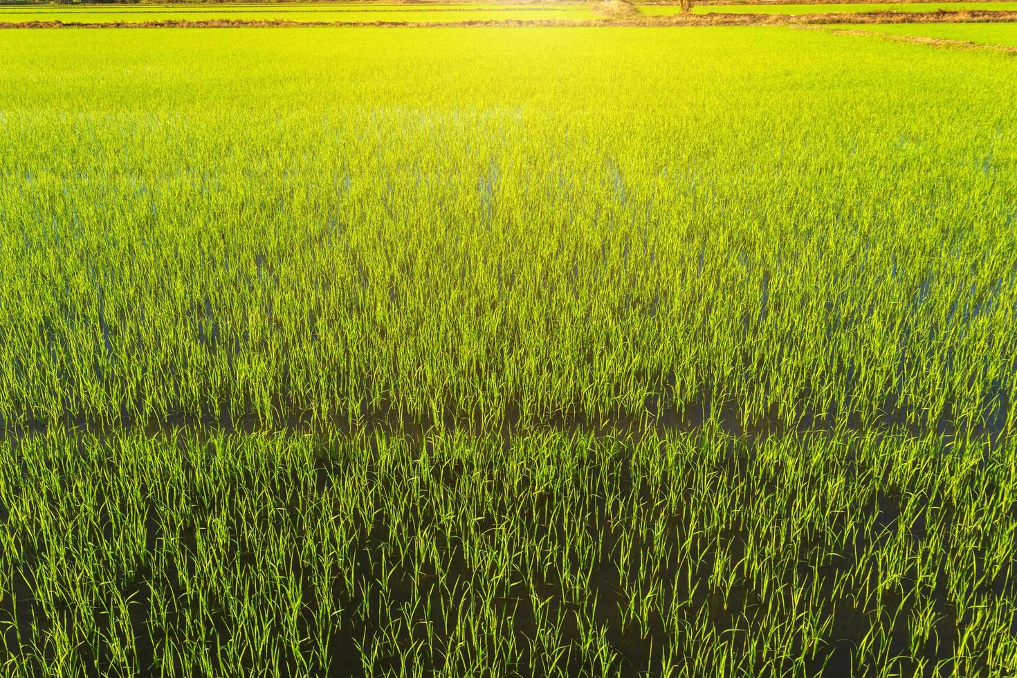 Beautiful green cornfield with sunset sky background. photo