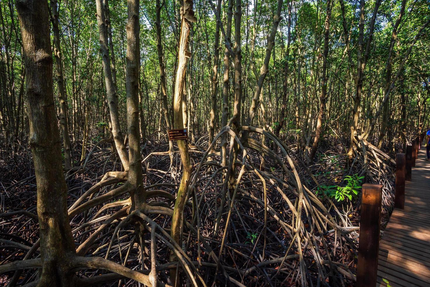 el manglar del bosque en chanthaburi tailandia. 4876607 Foto de stock