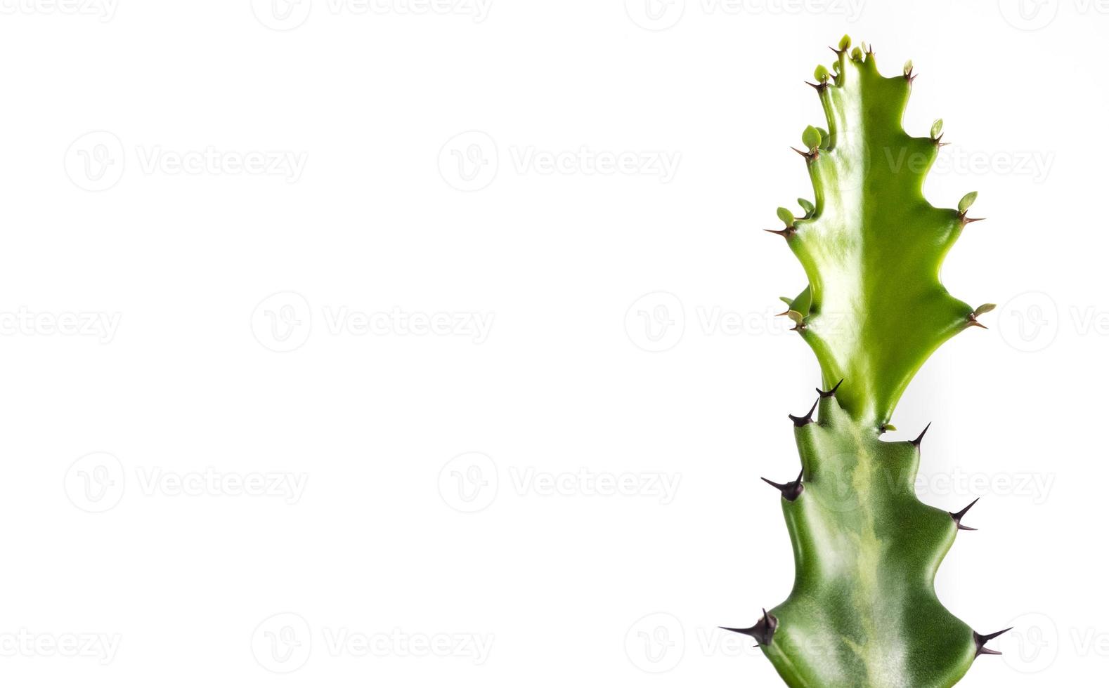 Freshness bud of dragon bone cactus on white background photo