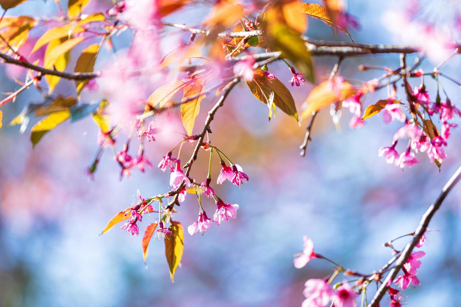 flor de cerezo prunus cerasoides o cereza silvestre del Himalaya, flor de tigre gigante en phu lom lo, phetchaboon, tailandia. foto