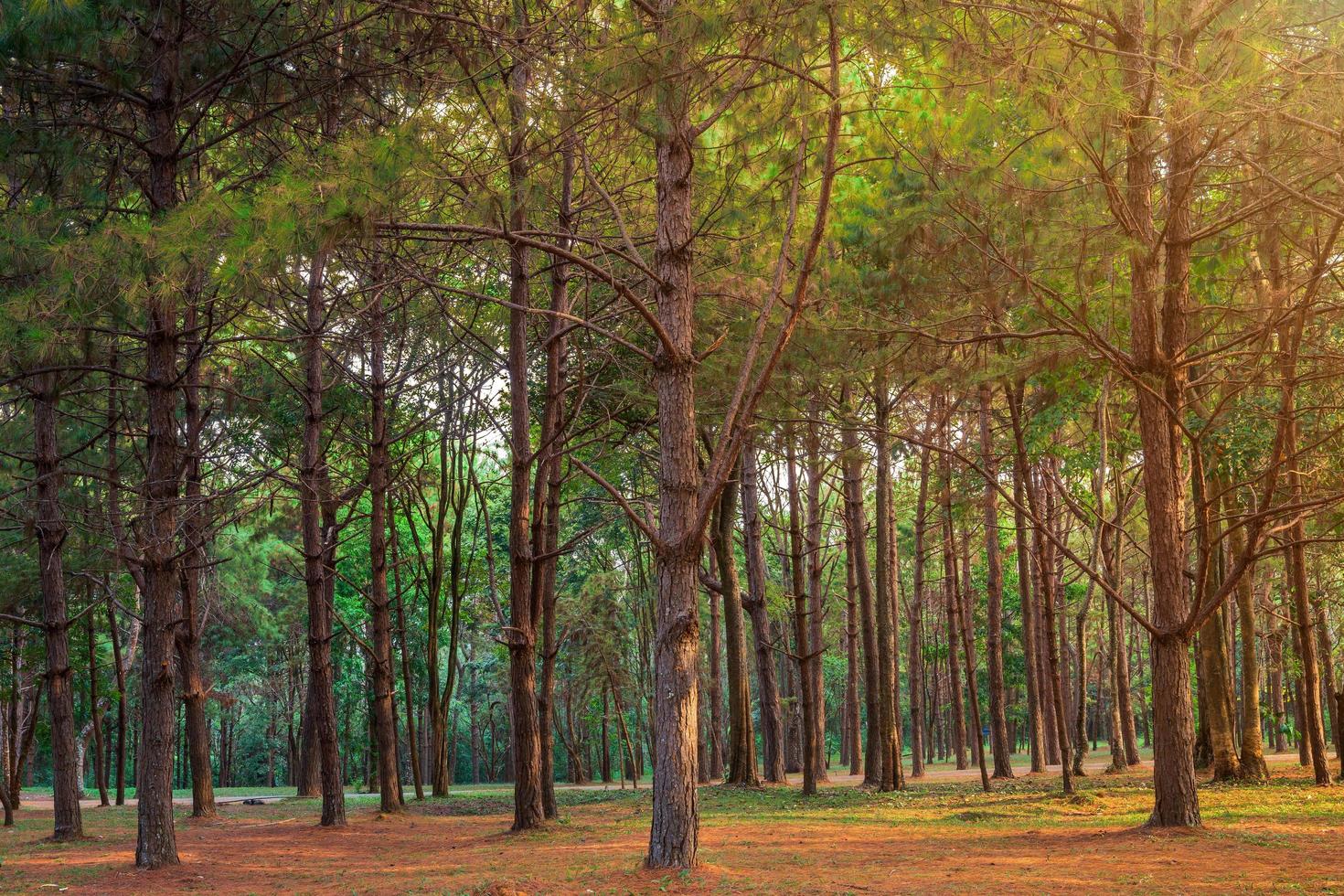 Hermoso bosque de alerces con diferentes árboles, bosque de pinos verde en la montaña en el sendero natural de la mañana. foto