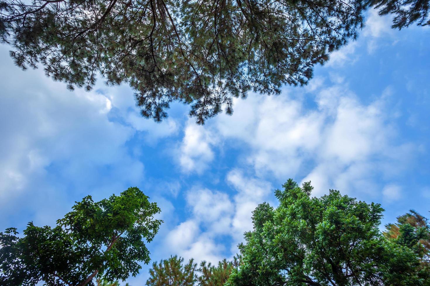 Beautiful larch forest summer with different trees,pine forest green on the mountain on nature trail with blue sky with white cloud. photo