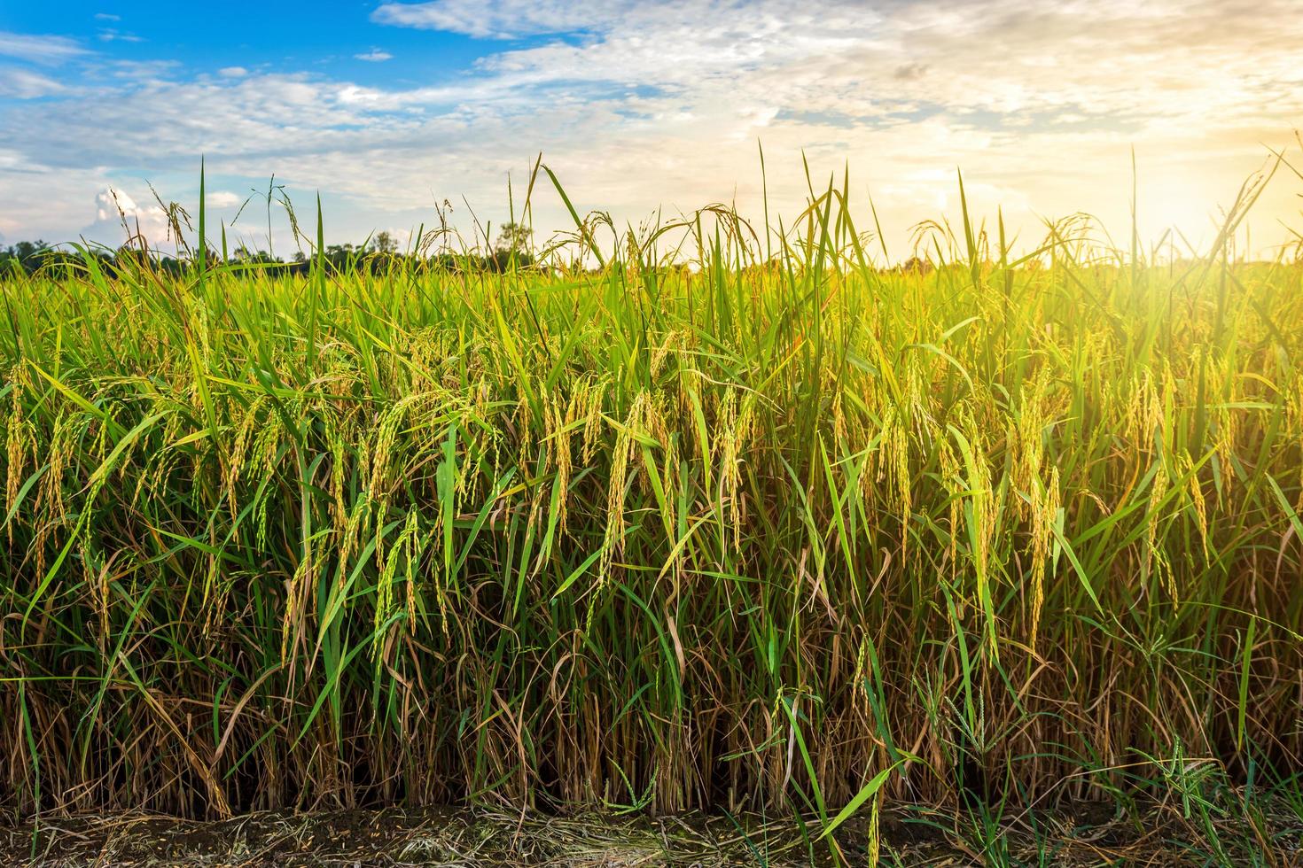 Beautiful green cornfield with sunset sky background. photo