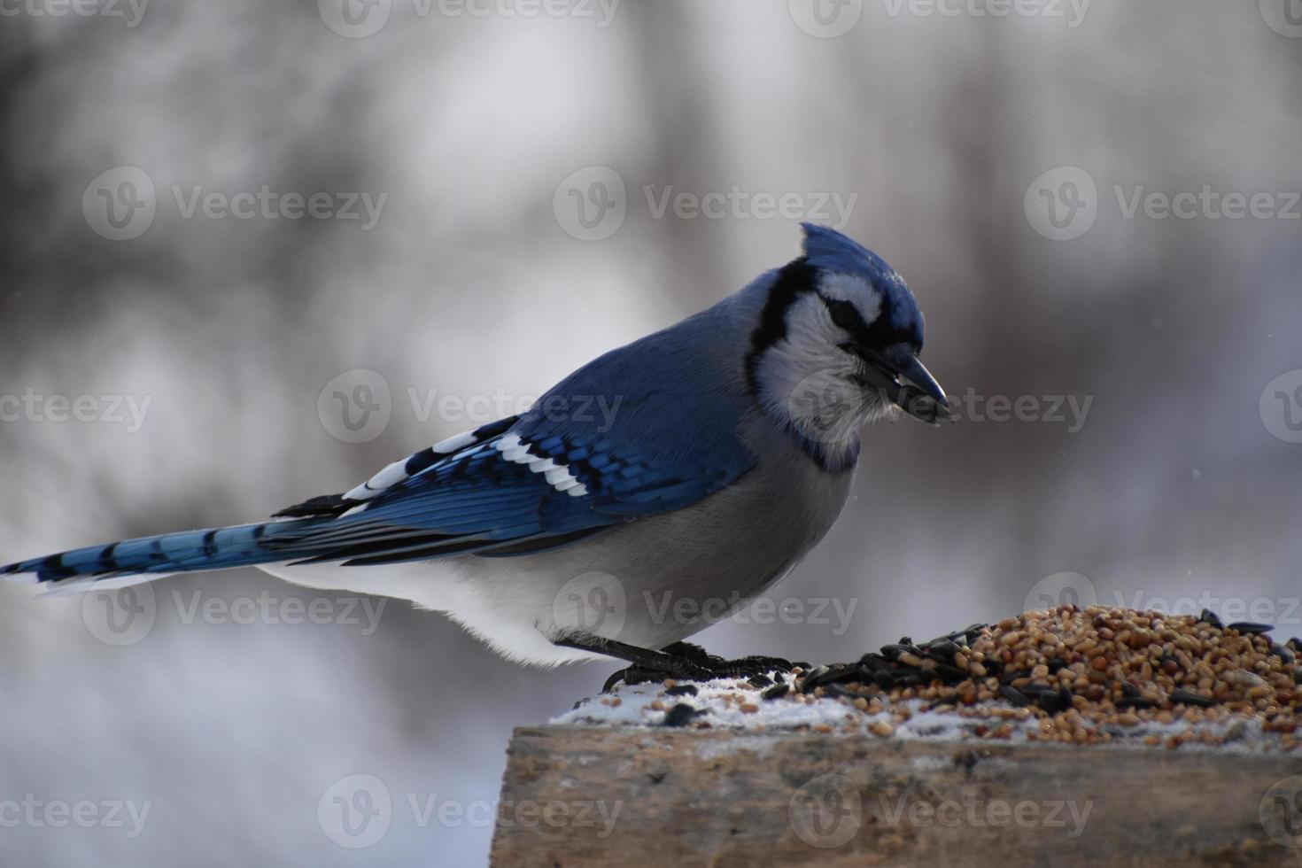 un arrendajo azul en el comedero para pájaros foto