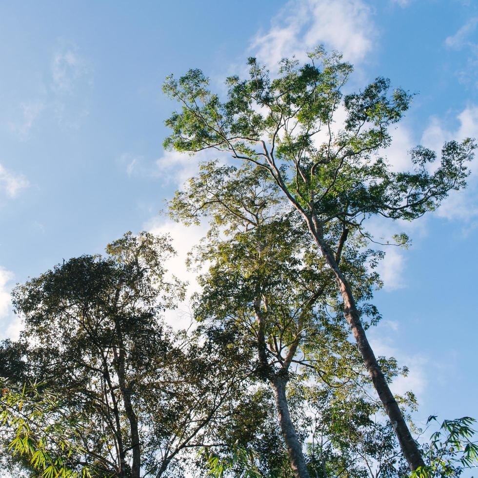 The Tropical Forest in Vietnam photo