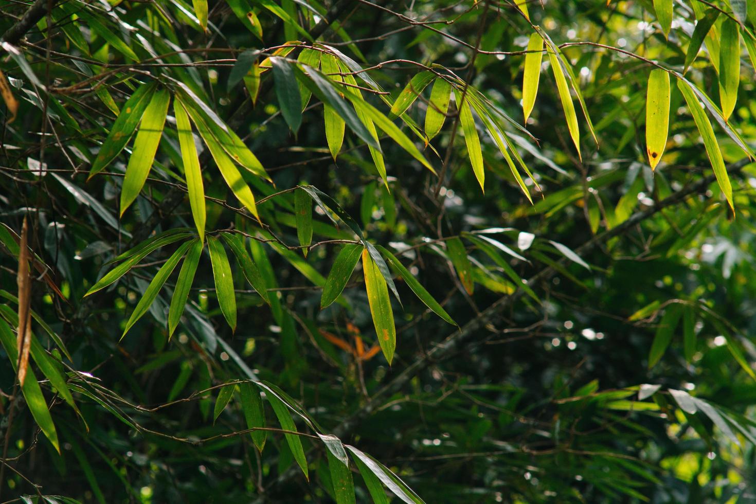 el bosque tropical en vietnam foto