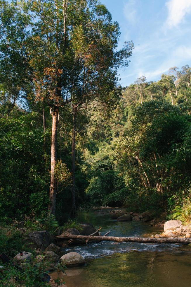 The Tropical Forest in Vietnam photo