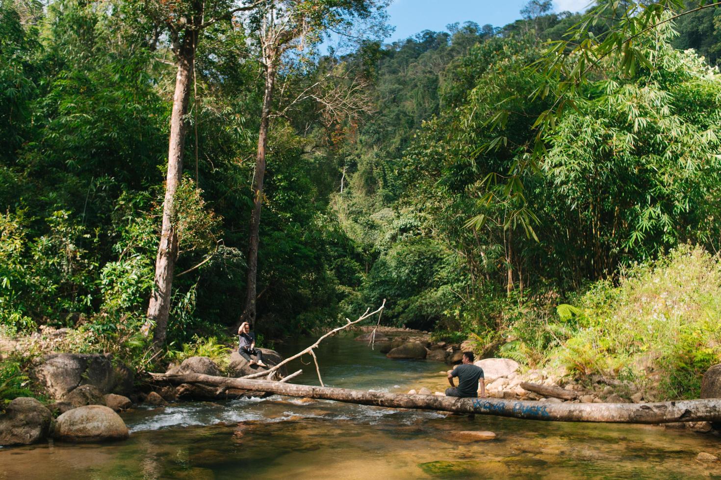 The Tropical Forest in Vietnam photo