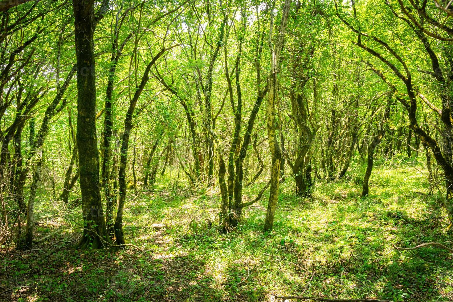 Beautiful Forest view in Sataplia nature reserve. Caucasus fauna and flora concept photo