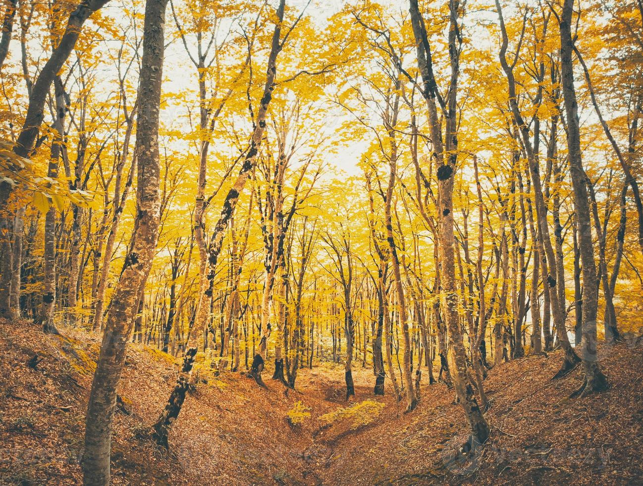 bosque sabaduri en otoño foto