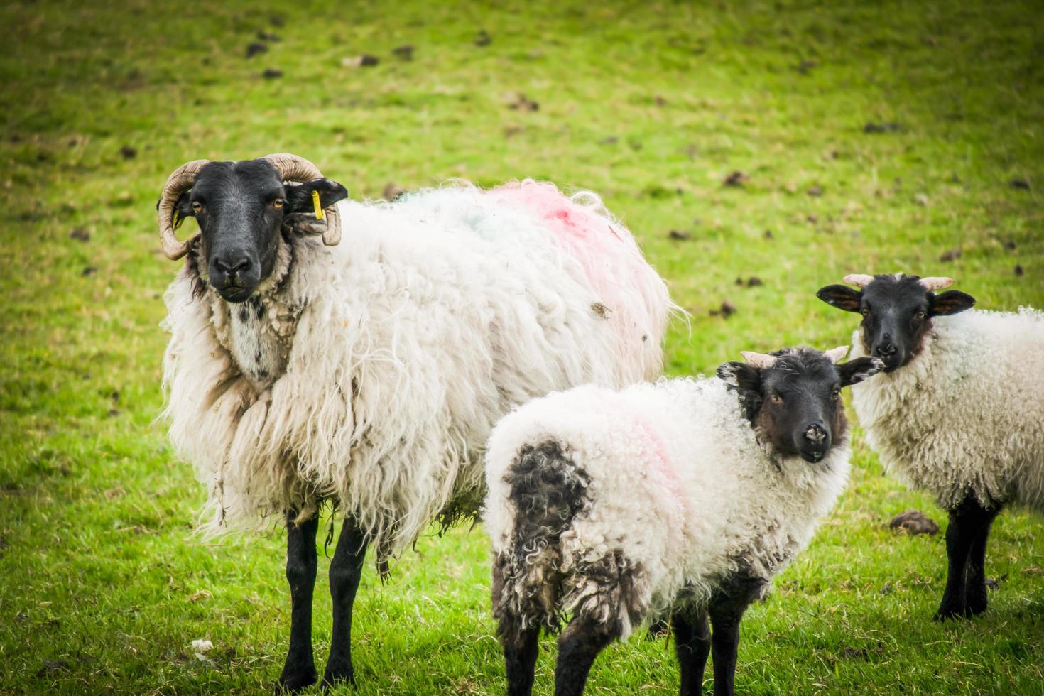 ovejas en irlanda foto