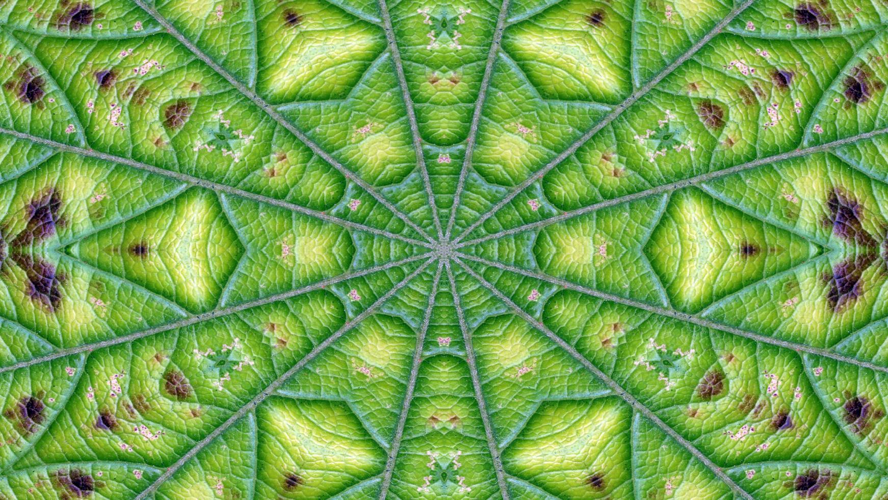 Flowers Flora Kaleidoscope photo