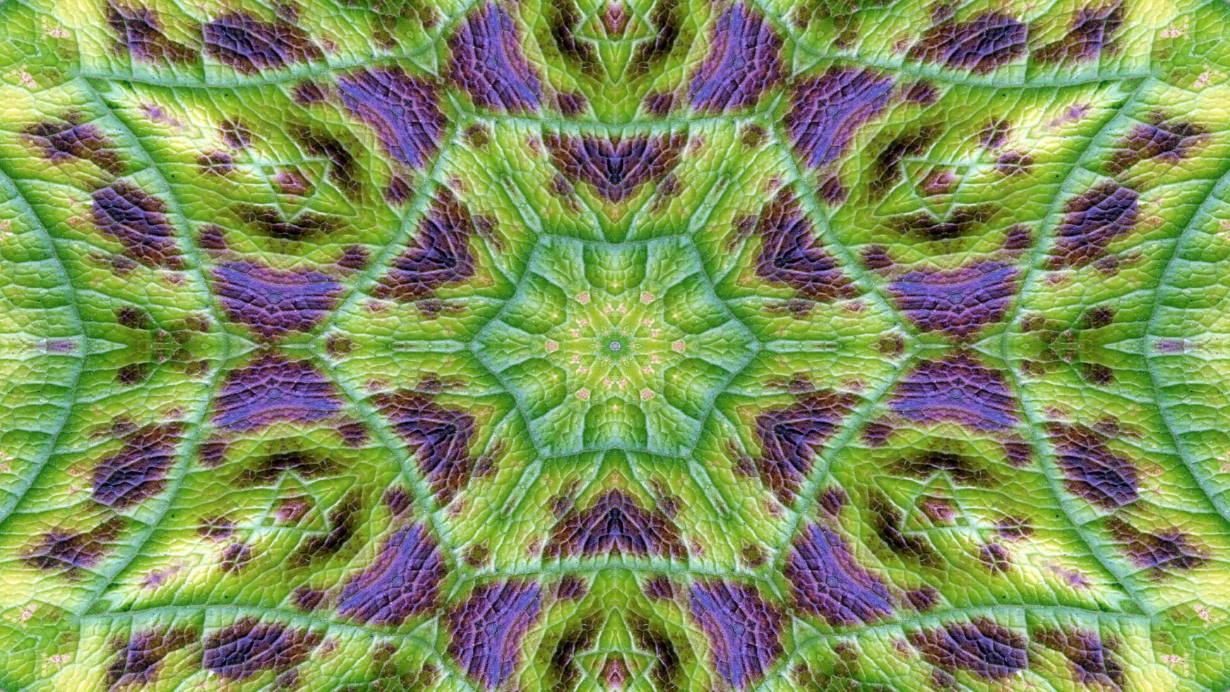 Flowers Flora Kaleidoscope photo