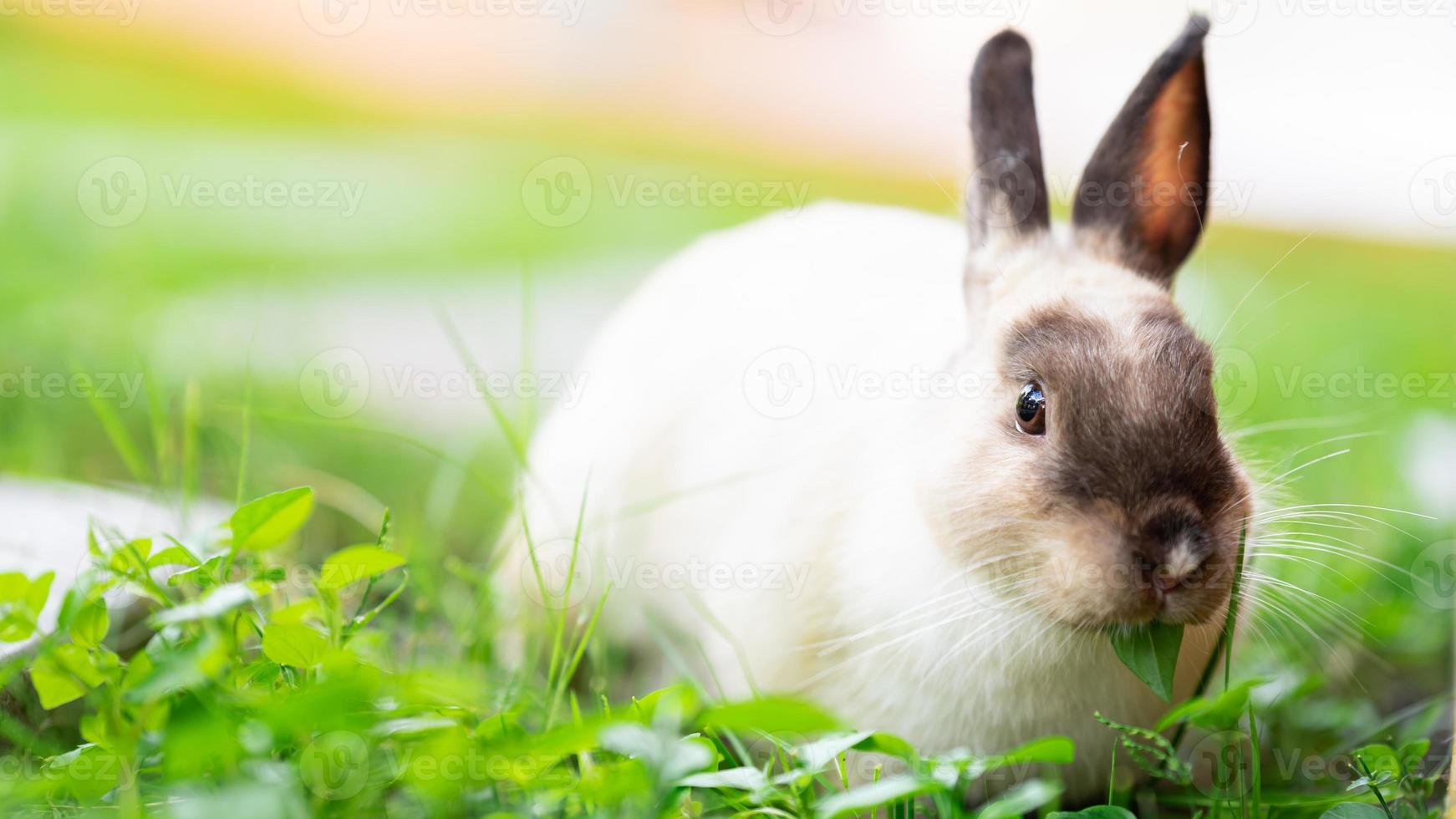 Little rabbit grazing grass. On spring time. In green meadow. photo