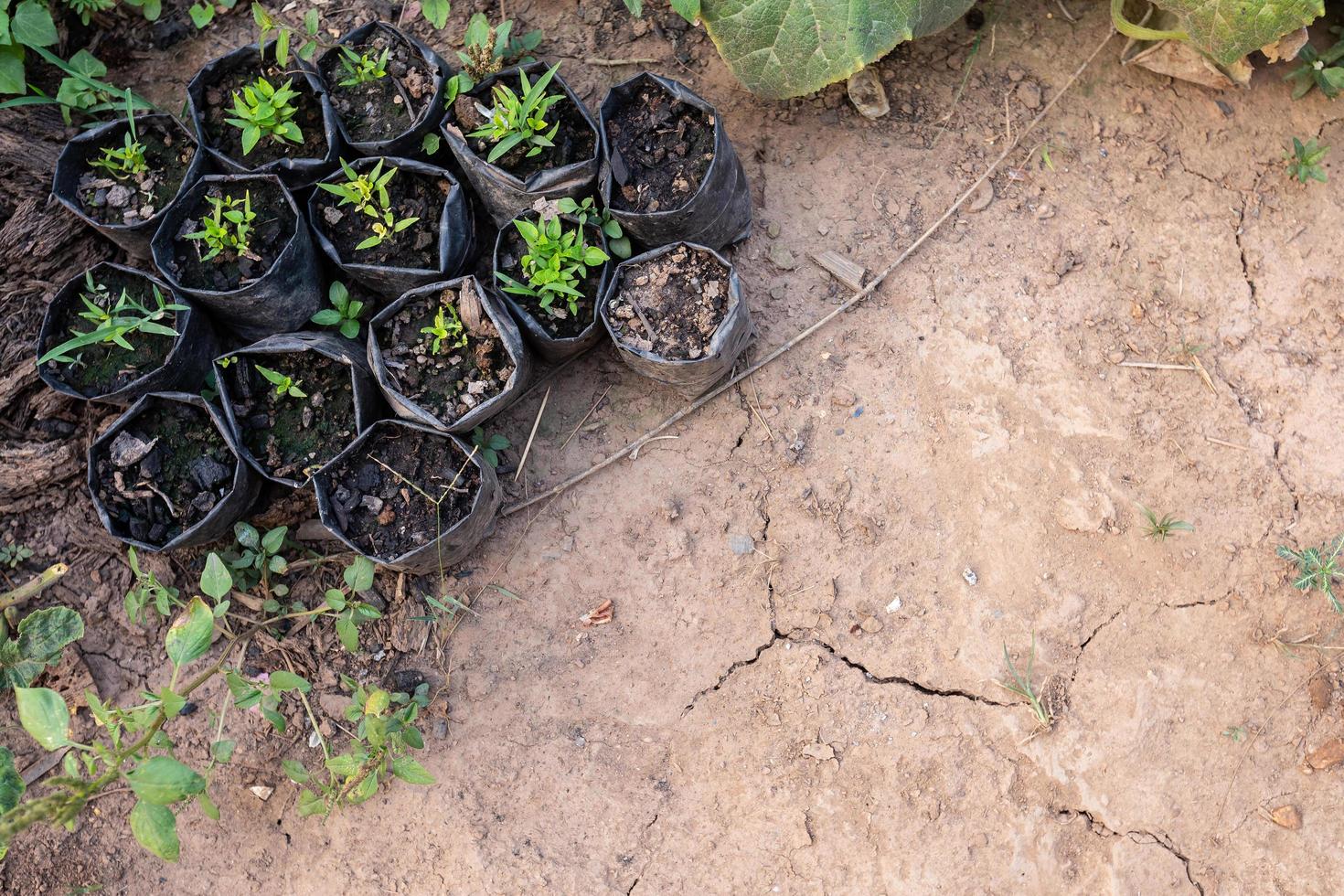 Brown dry soil or cracked ground texture with flowerpot and plastic nursery grow bags background. photo