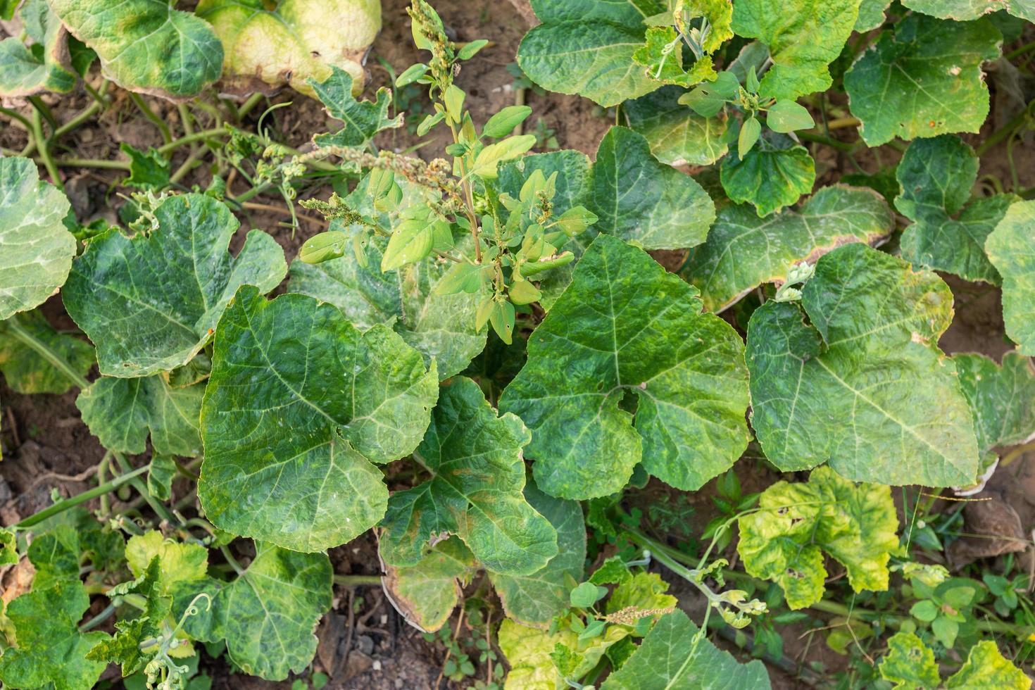 Leaves Benincasa hispida,Green Leaf and vine of plant with vegetable and fruit in the garden. photo