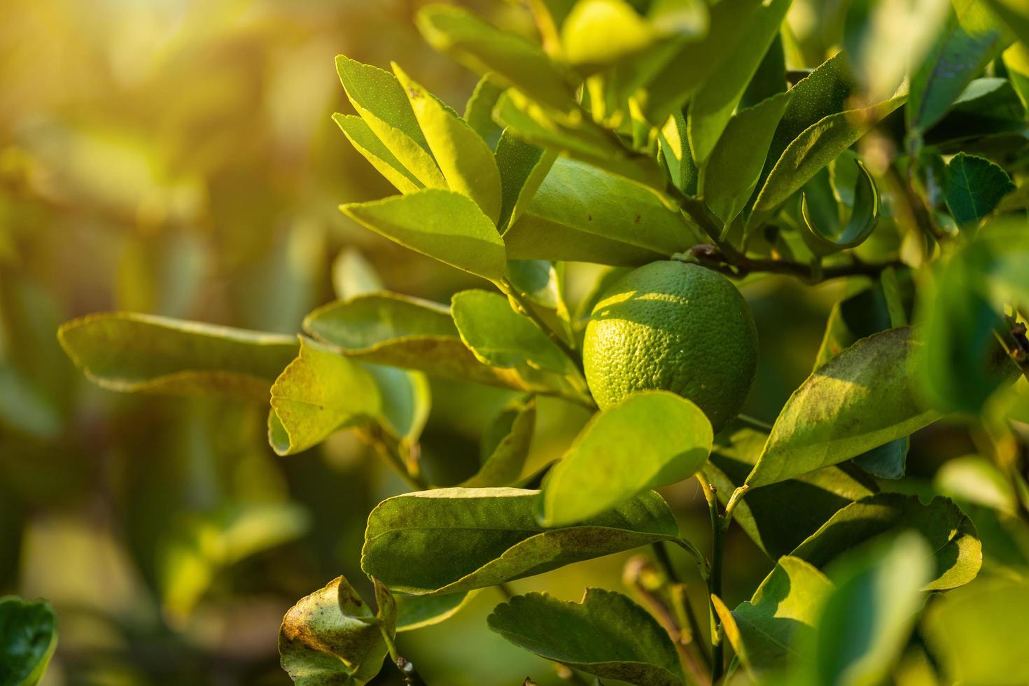 Close up of green Lemons grow on the lemon tree in a garden citrus fruit thailand. photo