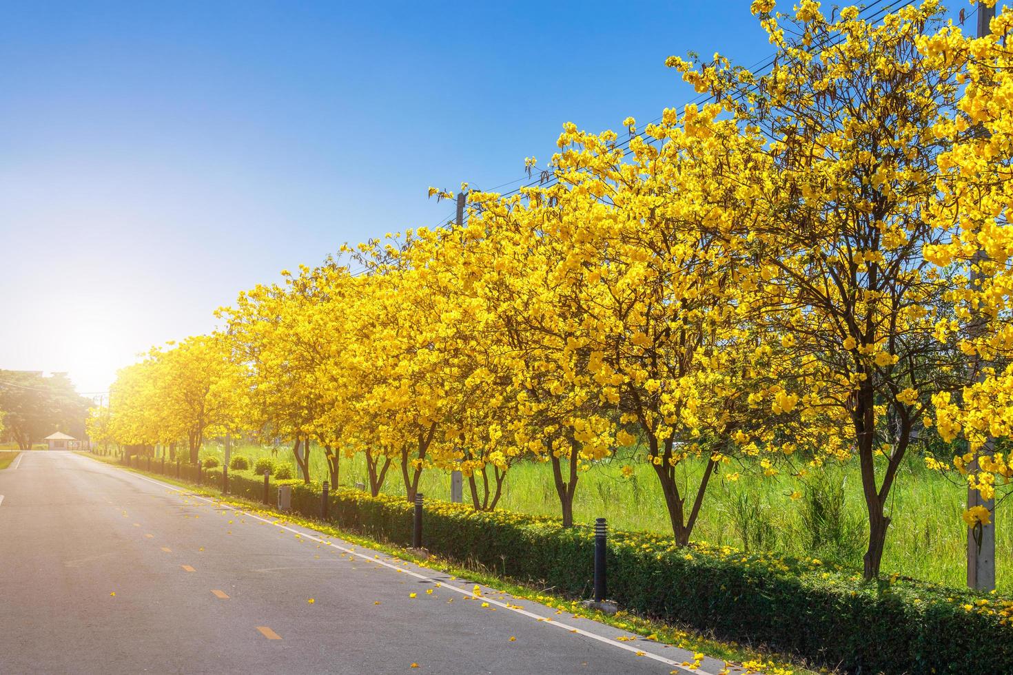 The bike trail road in golden trumpet tree at park in on blue sky background. photo