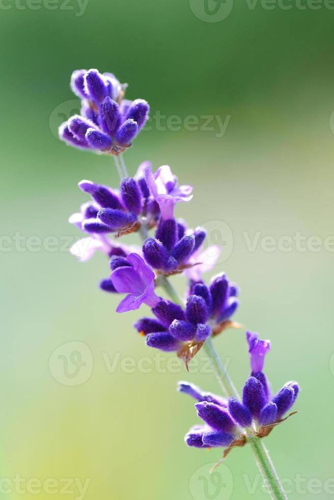 lavanda de cerca con fondo verde foto