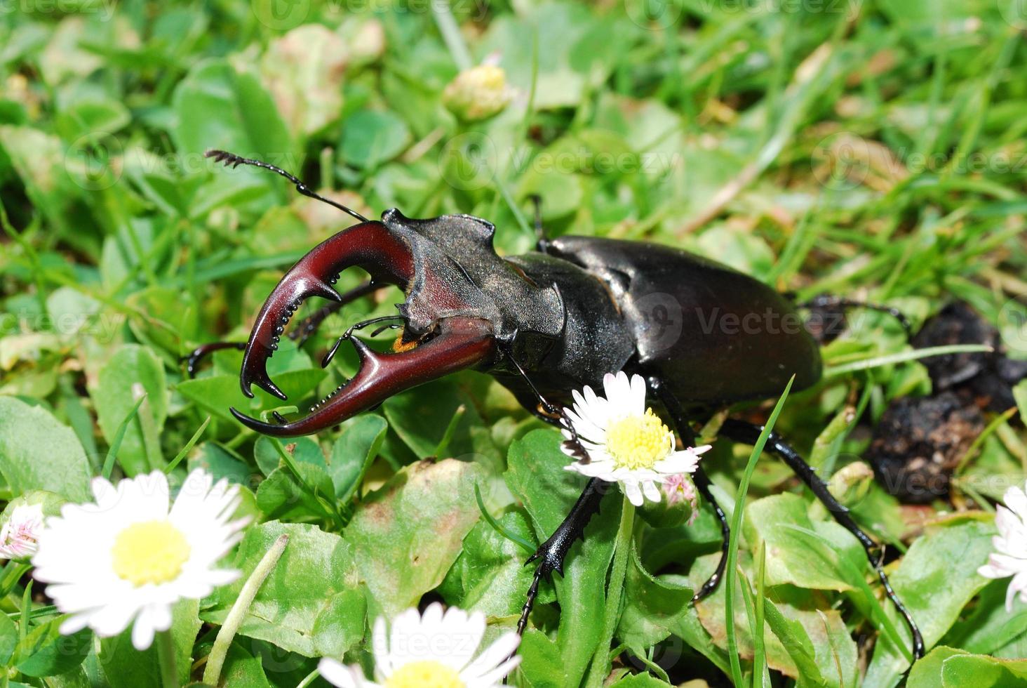 Escarabajo ciervo grande en verde hierba fresca foto