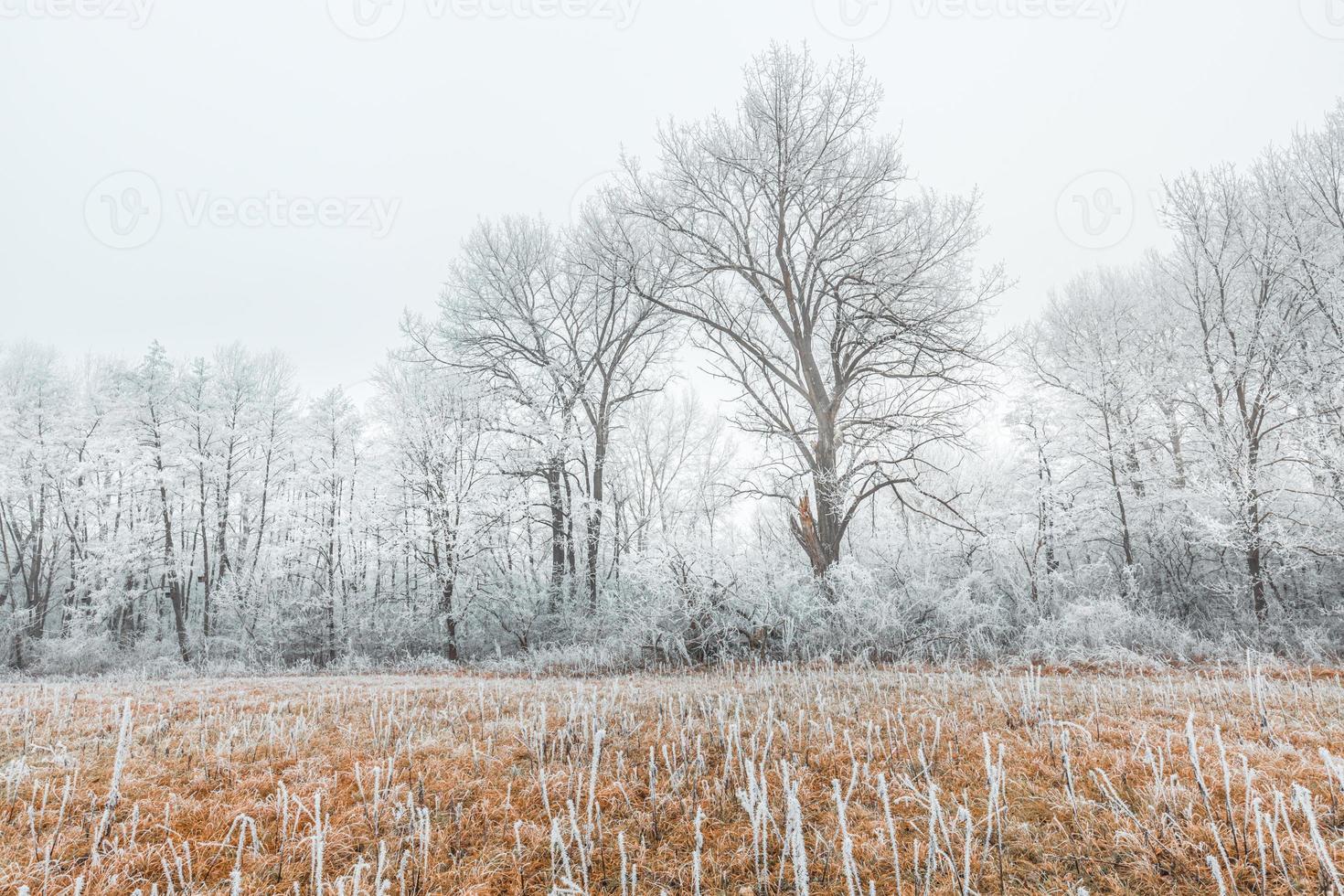 White snow and ice on lake field and frost on forest trees at coast with grass in cold winter bright sunny day clear photo