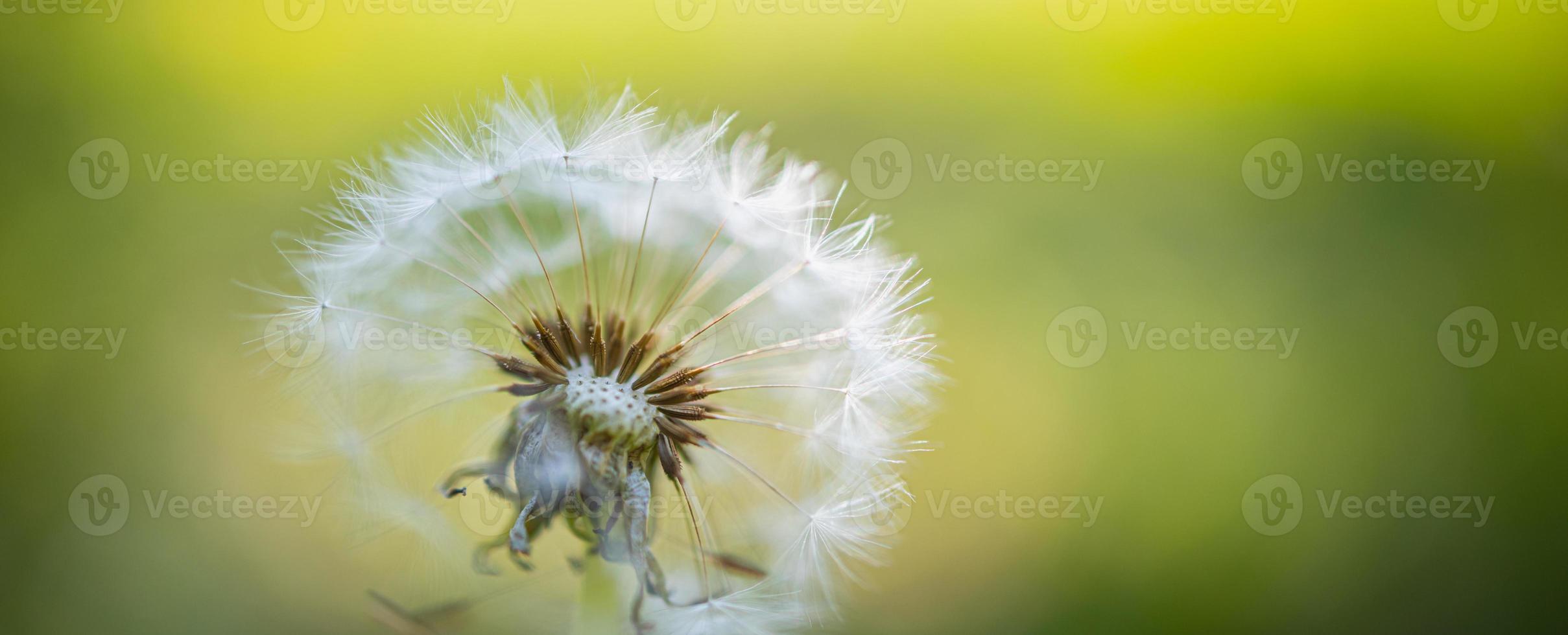 Closeup of dandelion on natural background, artistic nature closeup. Spring summer background photo