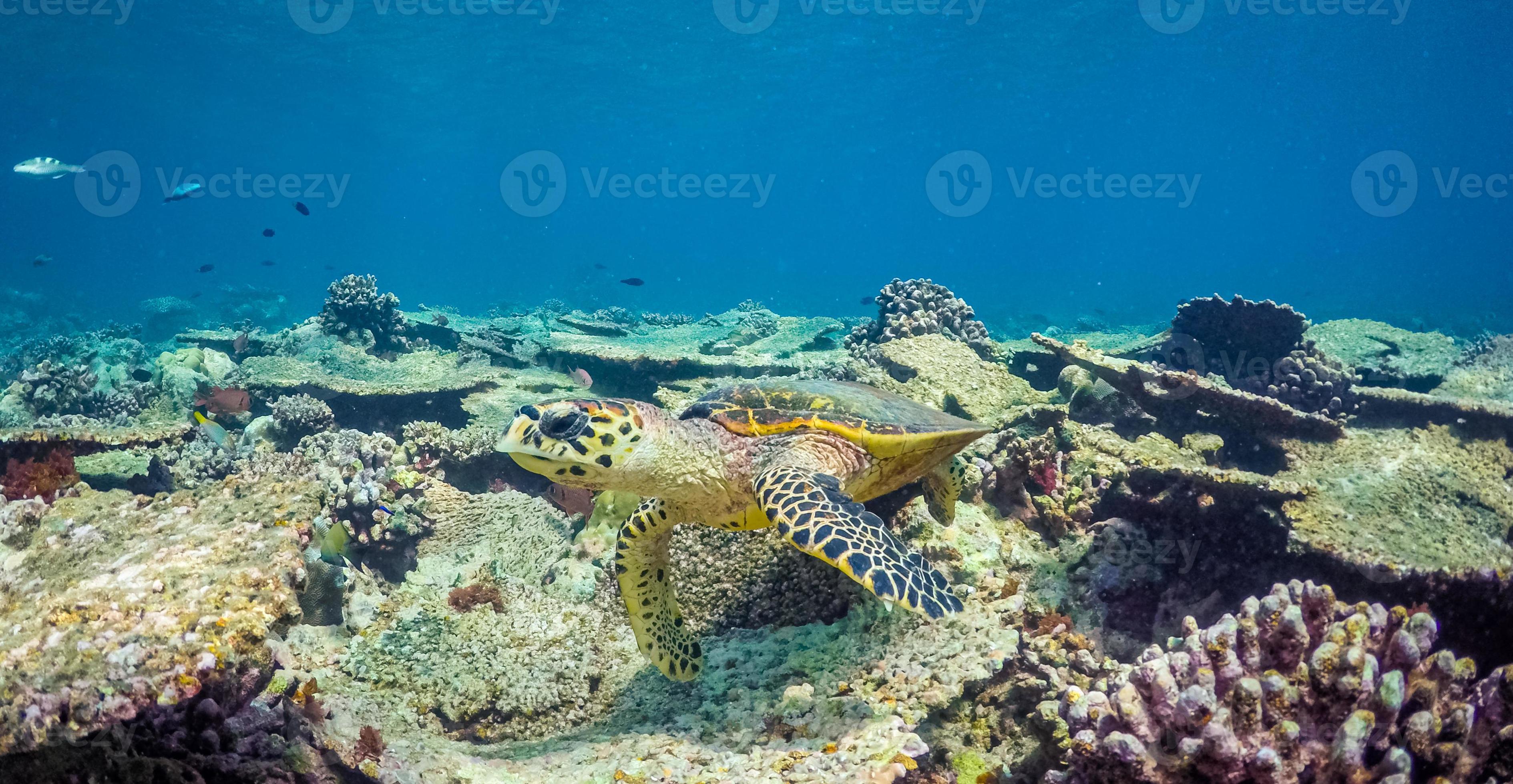Sea turtle swimming in blue water. Cute sea turtle in blue water of tropical sea. Green turtle underwater photo. Wild marine animal in natural environment. Endangered species of coral reef. Tropical photo