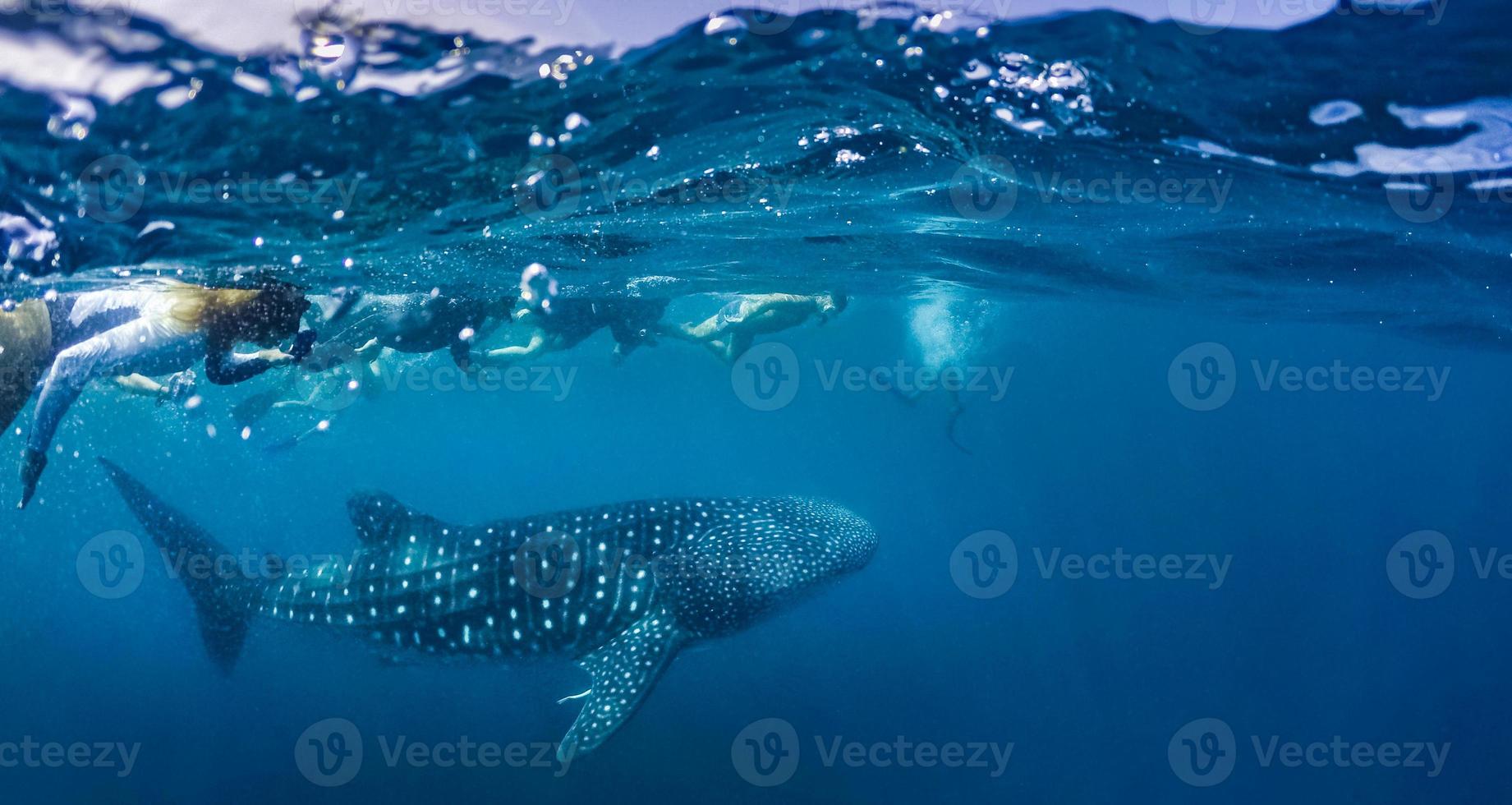 A whale shark swimming just below the surface of the sea. snorkeling with whale sharks in deep blue ocean in Maldives islands photo