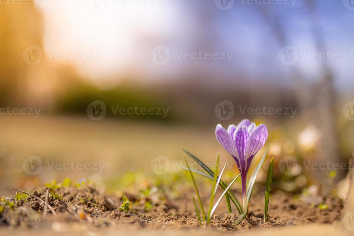 Beautiful soft spring flowers, blurred bokeh nature landscape. crocus in front of the sunset, with soft sunset bokeh photo