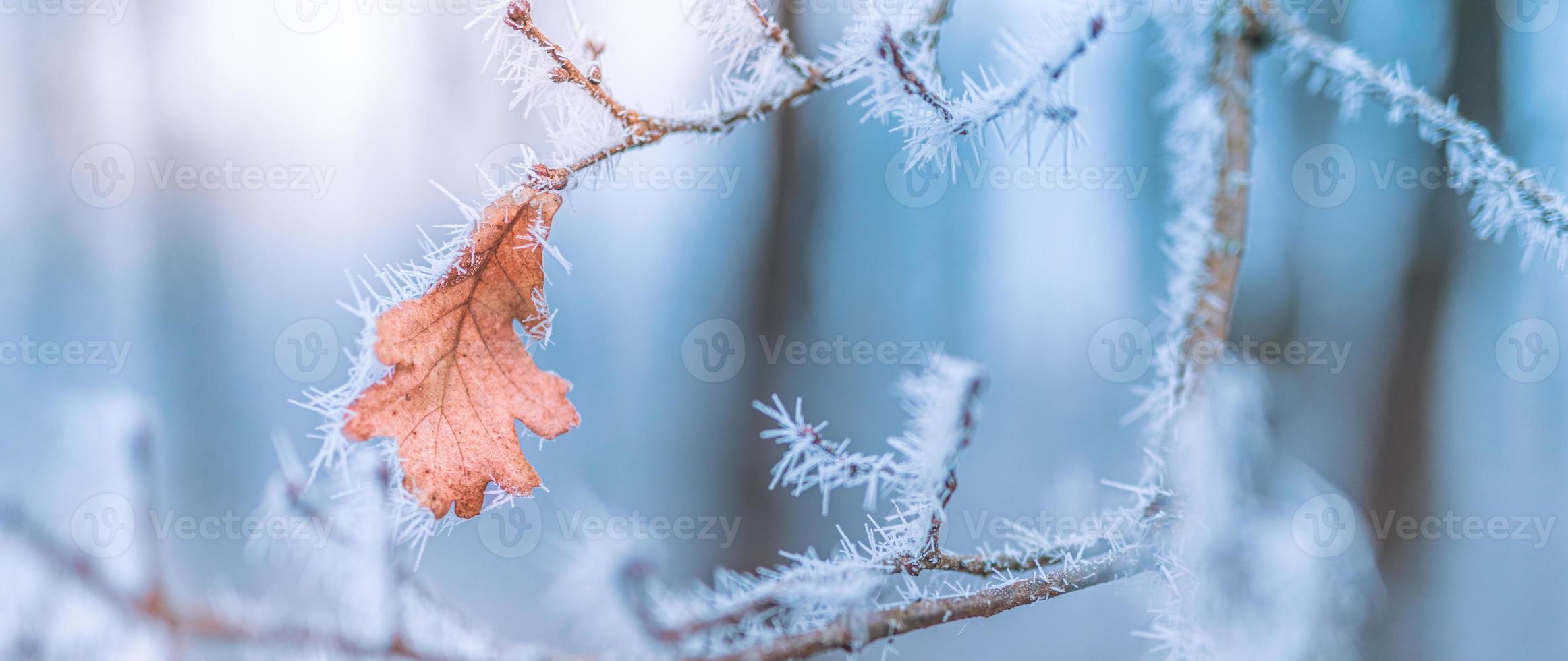 Frozen plants in winter with the hoarfrost. Turquoise winter plants in the rays of sunlight. Winter scene. Backlit blurred beauty winter flowers art design. photo