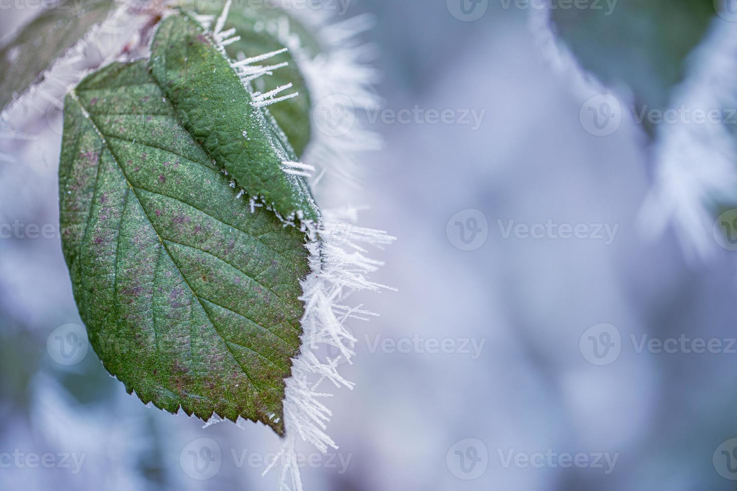 Closeup shot of a frozen green leaf in winter covered by beautiful ice crystals photo