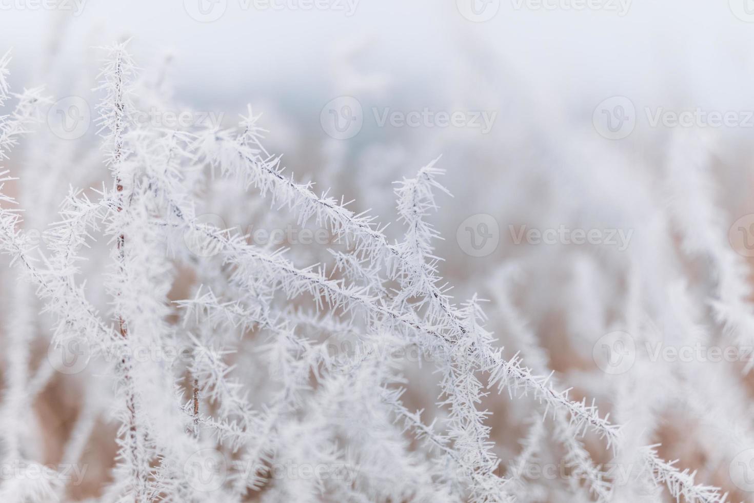 Frozen meadow sparkling in sunrise light, dry grasses covered with frost at winter morning photo