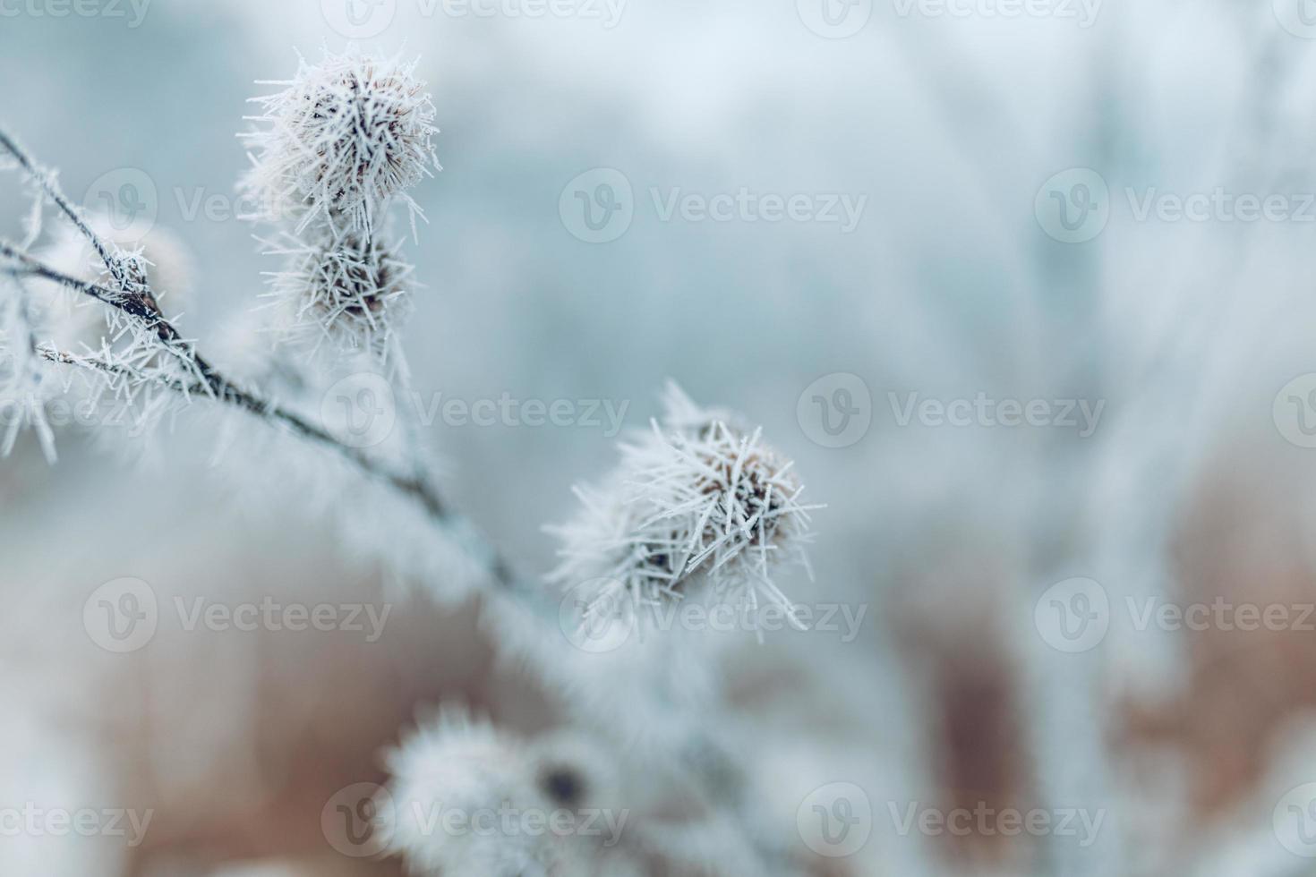 plantas congeladas en invierno con la escarcha. Plantas de invierno turquesas en los rayos del sol. escena de invierno. diseño de arte de flores de invierno de belleza borrosa retroiluminada. foto