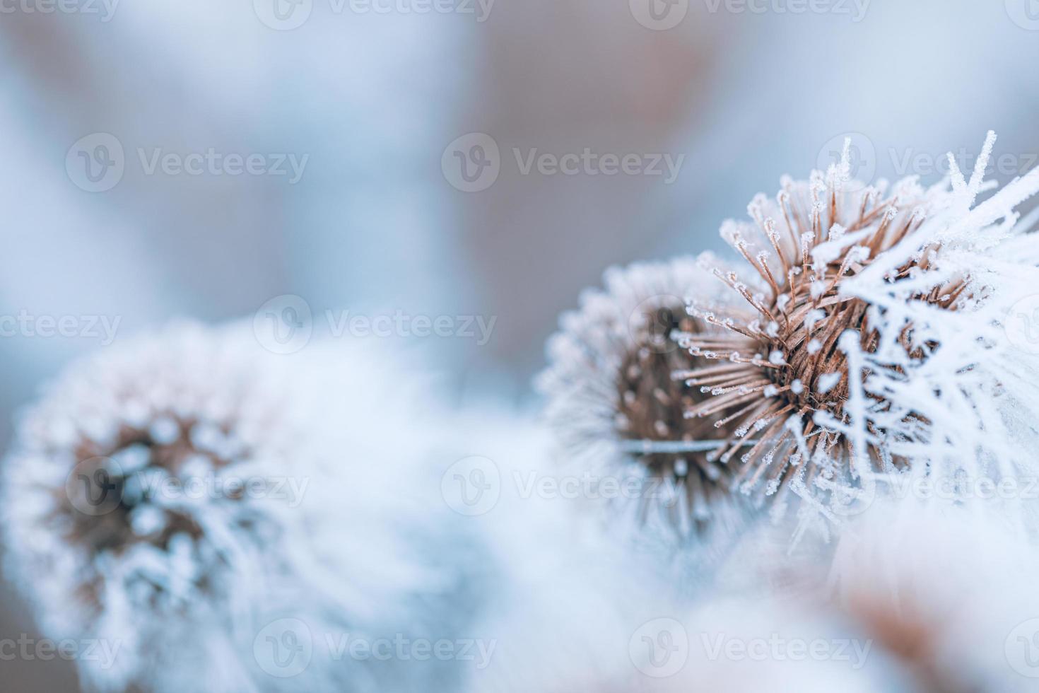Frozen plants in winter with the hoarfrost. Turquoise winter plants in the rays of sunlight. Winter scene. Backlit blurred beauty winter flowers art design. photo