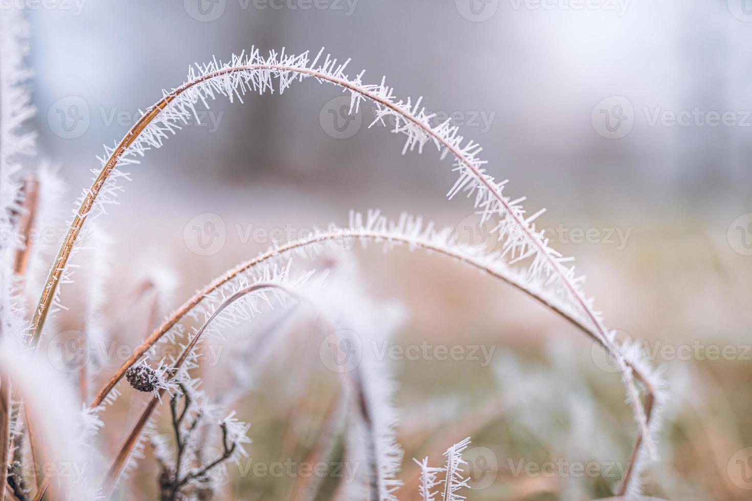 Frozen grass meadow with blurred foggy cold landscape. Frost covered grasses in winter landscape, selective focus and shallow depth of field photo