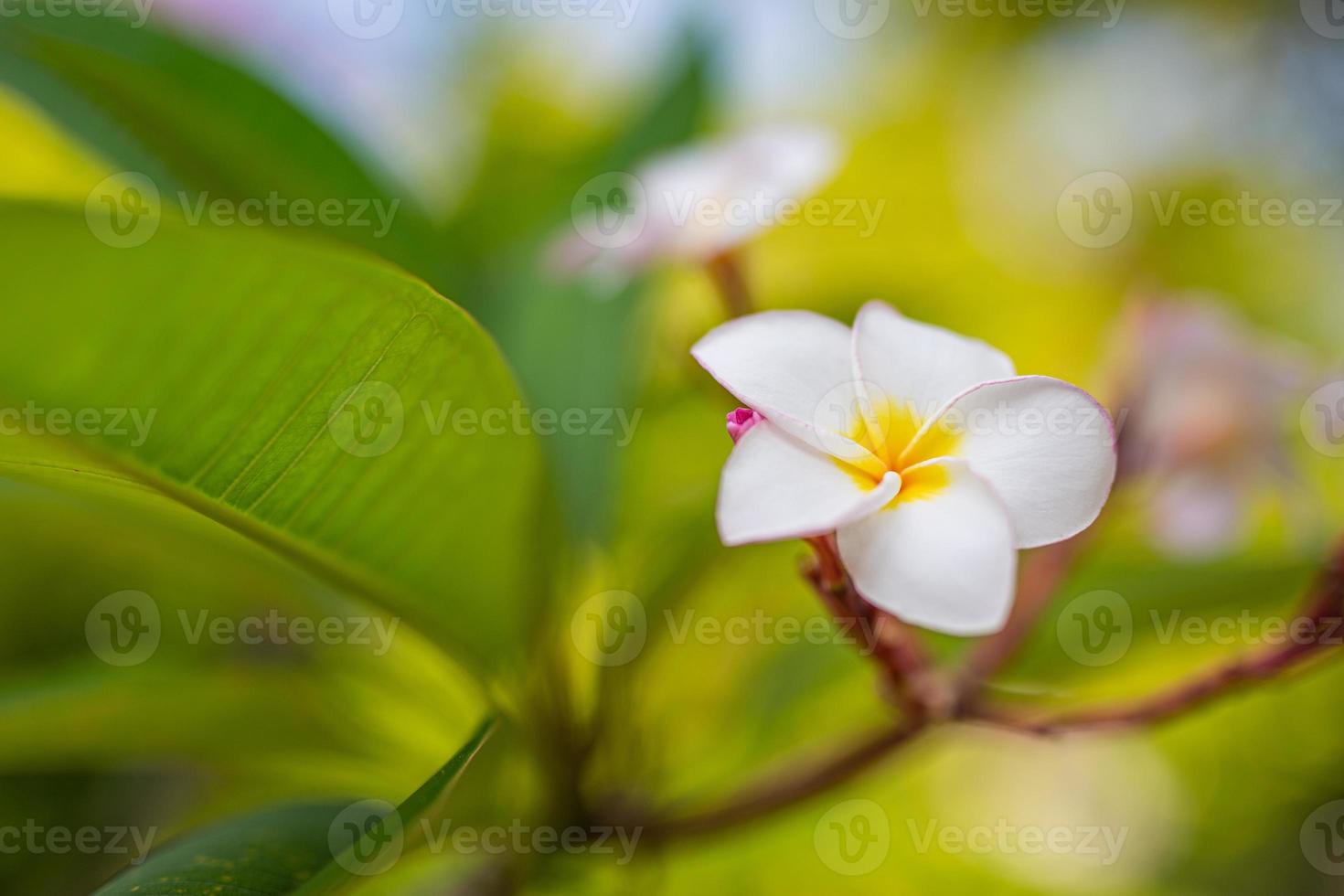 Cerca de flores frangipani con fondo verde. hermosas flores de frangipani con fondo de hojas verdes. parque o jardín tropical, flores románticas de la naturaleza foto