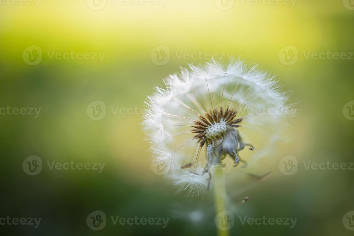 Closeup of dandelion on natural background, artistic nature closeup. Spring summer background photo